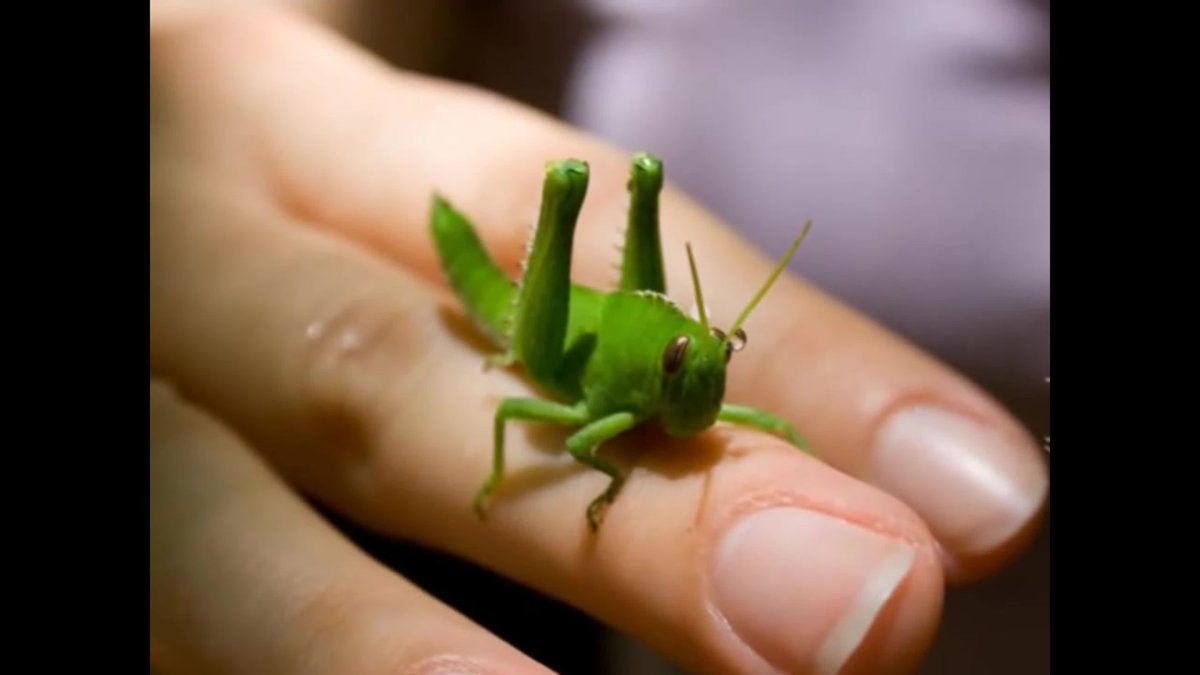 Желтый кузнечик