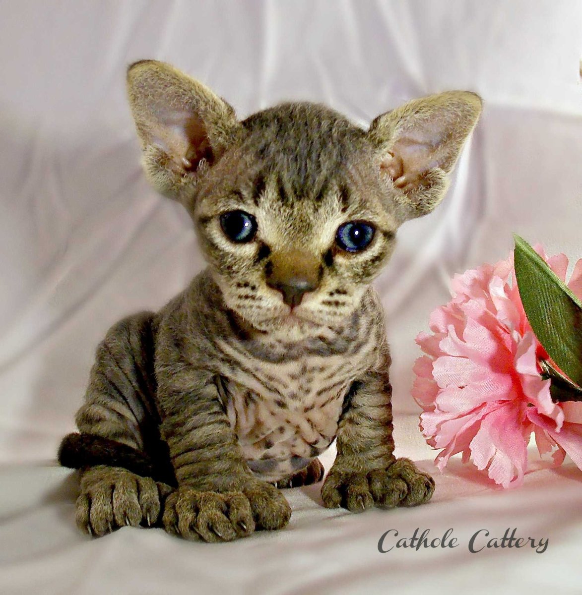 Манчкин Девон рекс