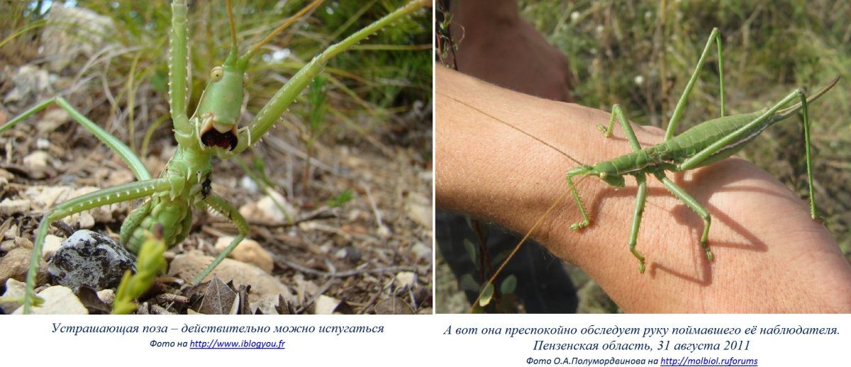 Кузнечик Степная Дыбка