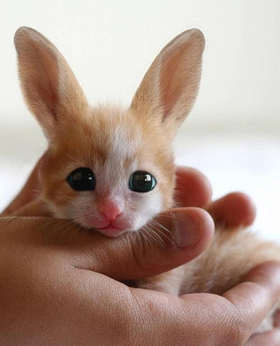 Котокролик Тоби