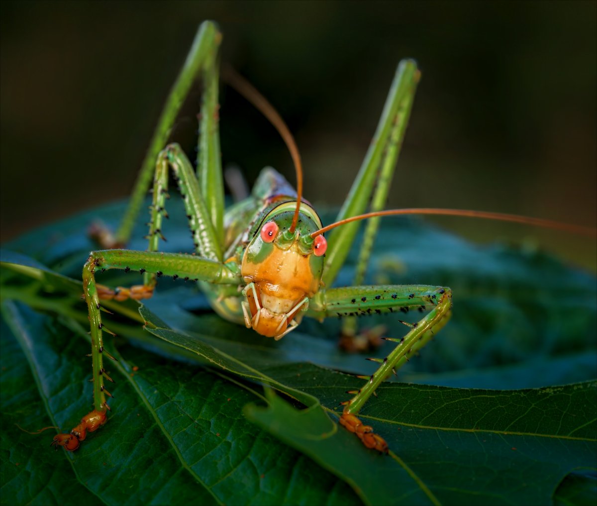 Кузнечик мормон