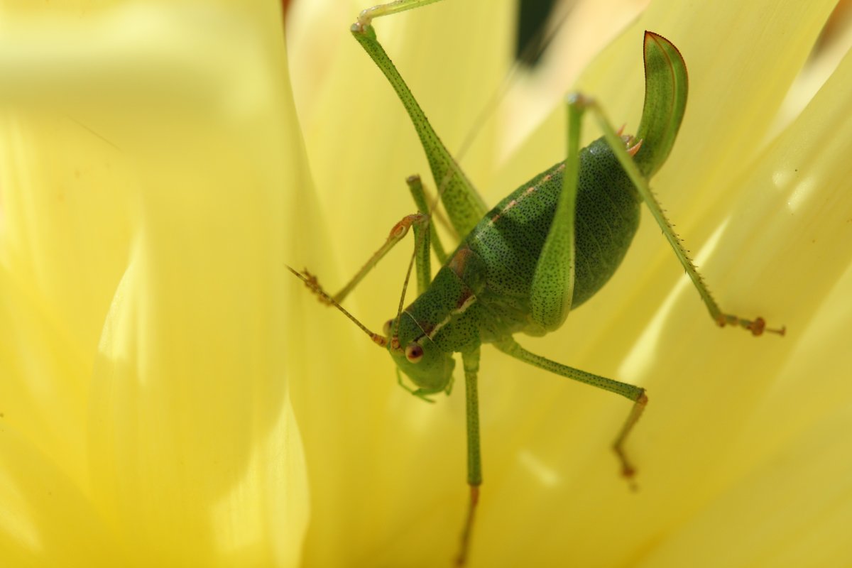 Насекомое похожее на кузнечика