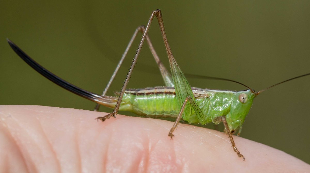 Grasshopper с подписью