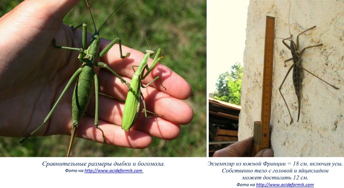 Дьявольский красноглазый кузнечик