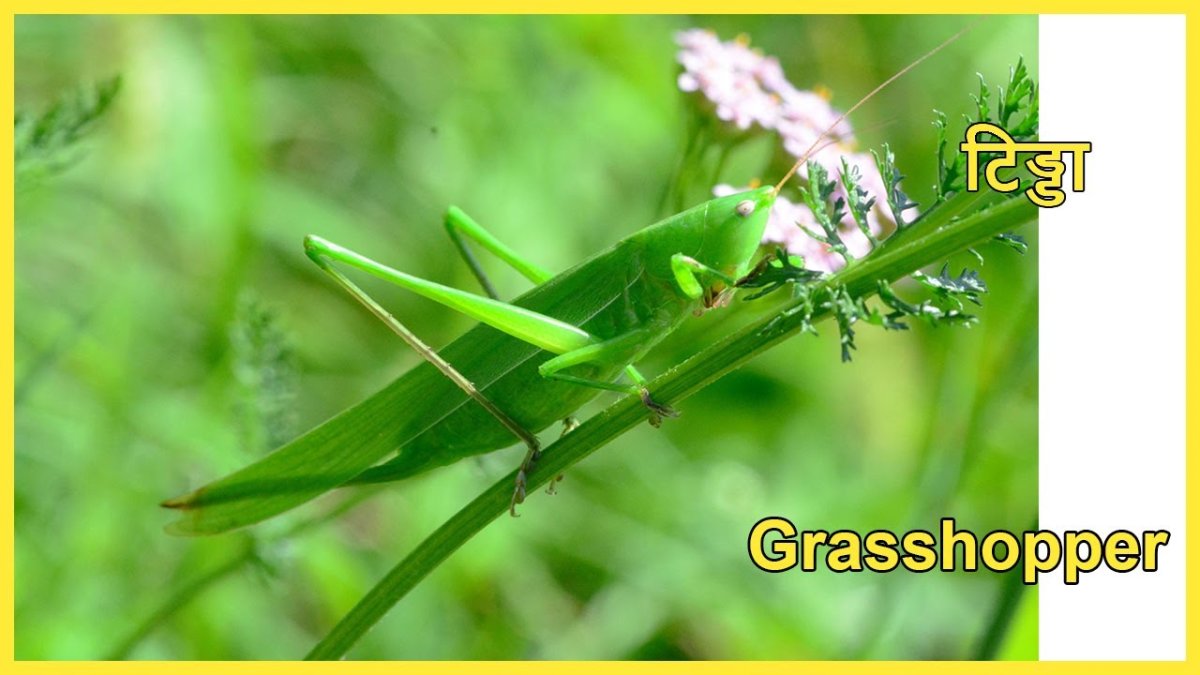 Ромбодера богомол