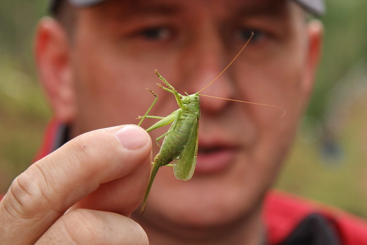 Бразильская Горбатка (Bocydium globulare)