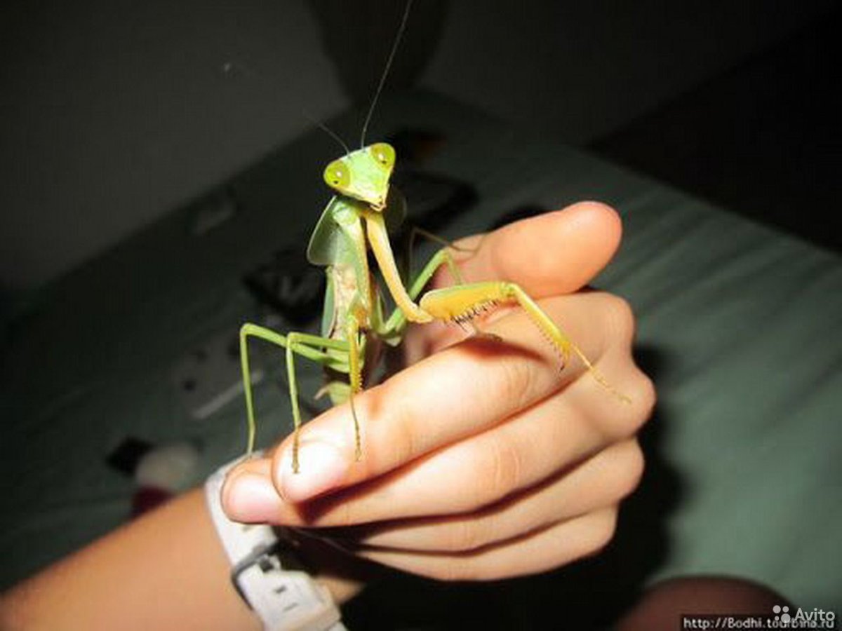 2. Дыбка Степная