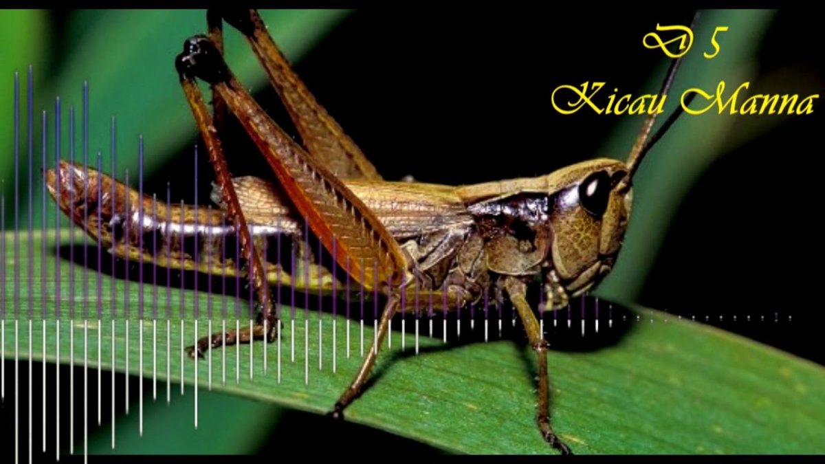 Богомол домашний