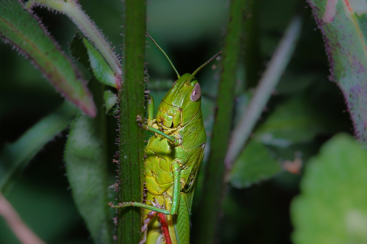 Мадагаскарский кузнечик