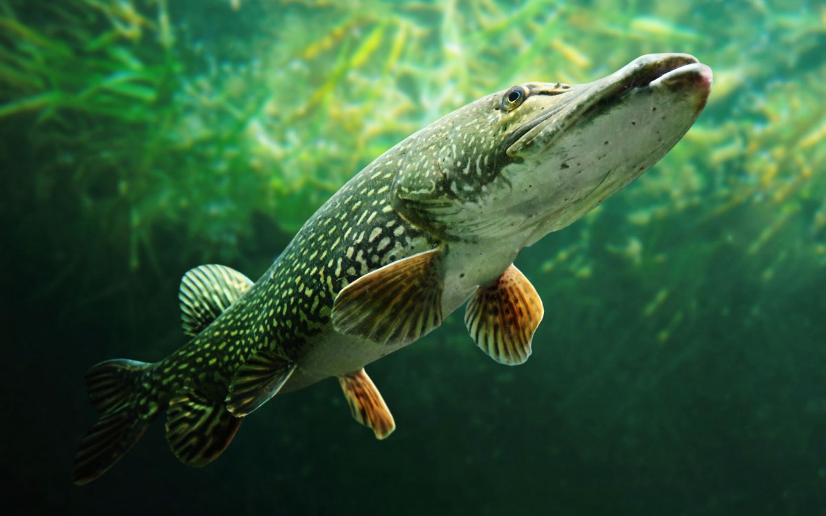 Рыба щука Esox Lucius