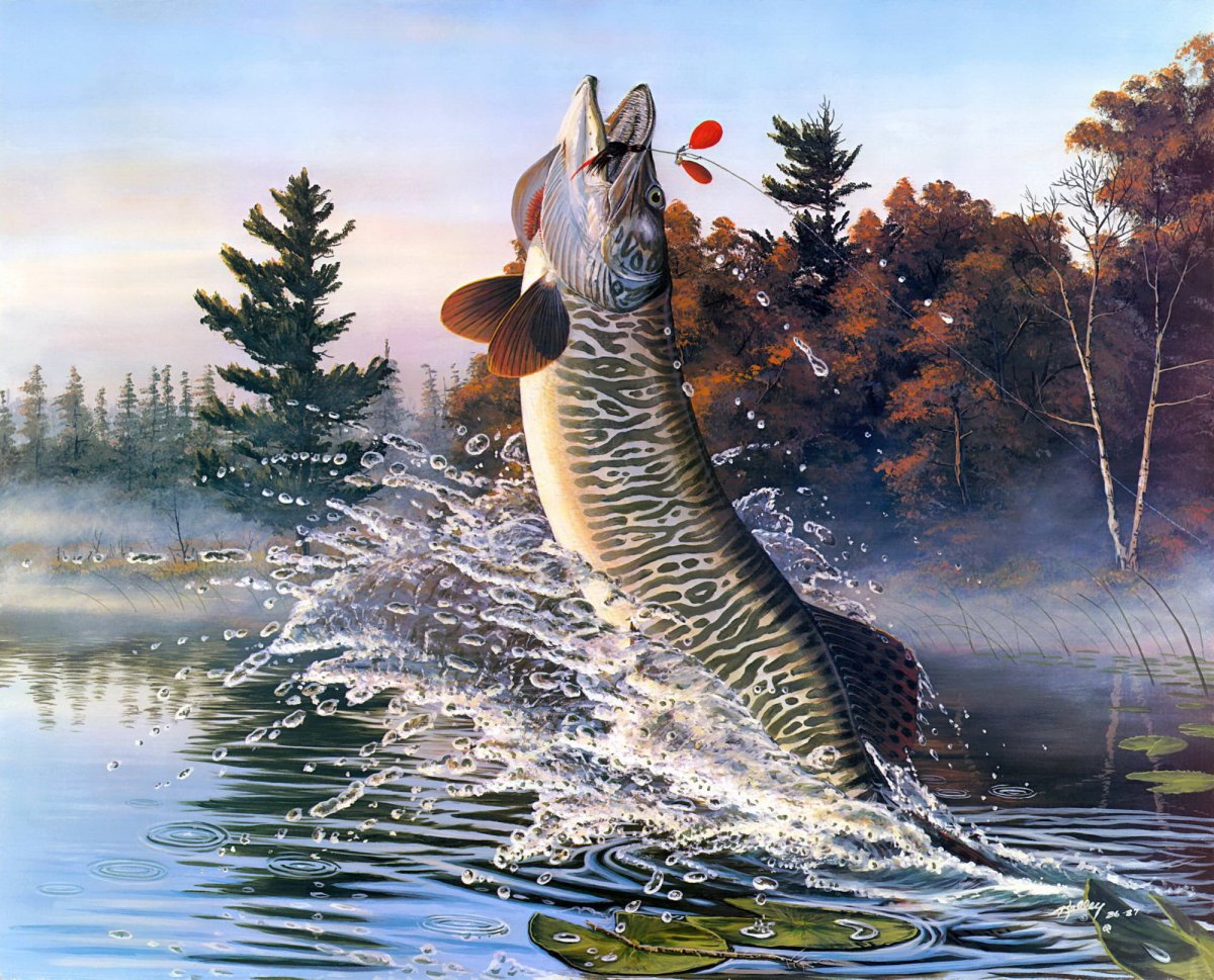 Щука выпрыгивает из воды