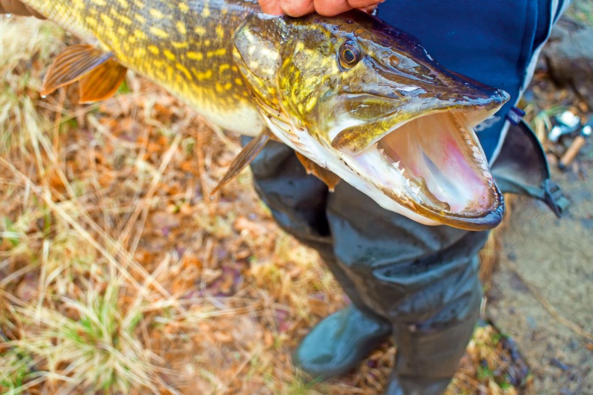 Леопардовая щука