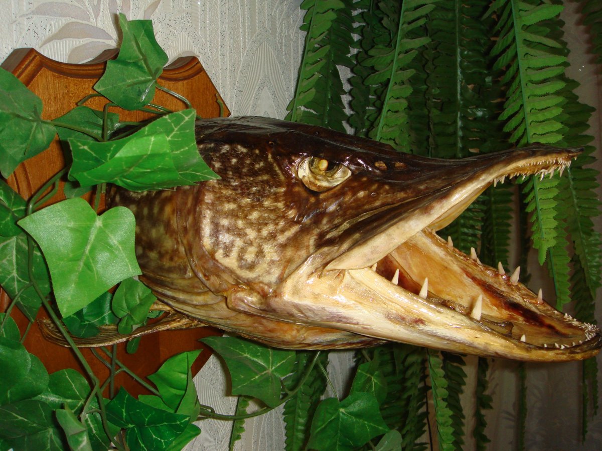 Щука обыкновенная в лодке