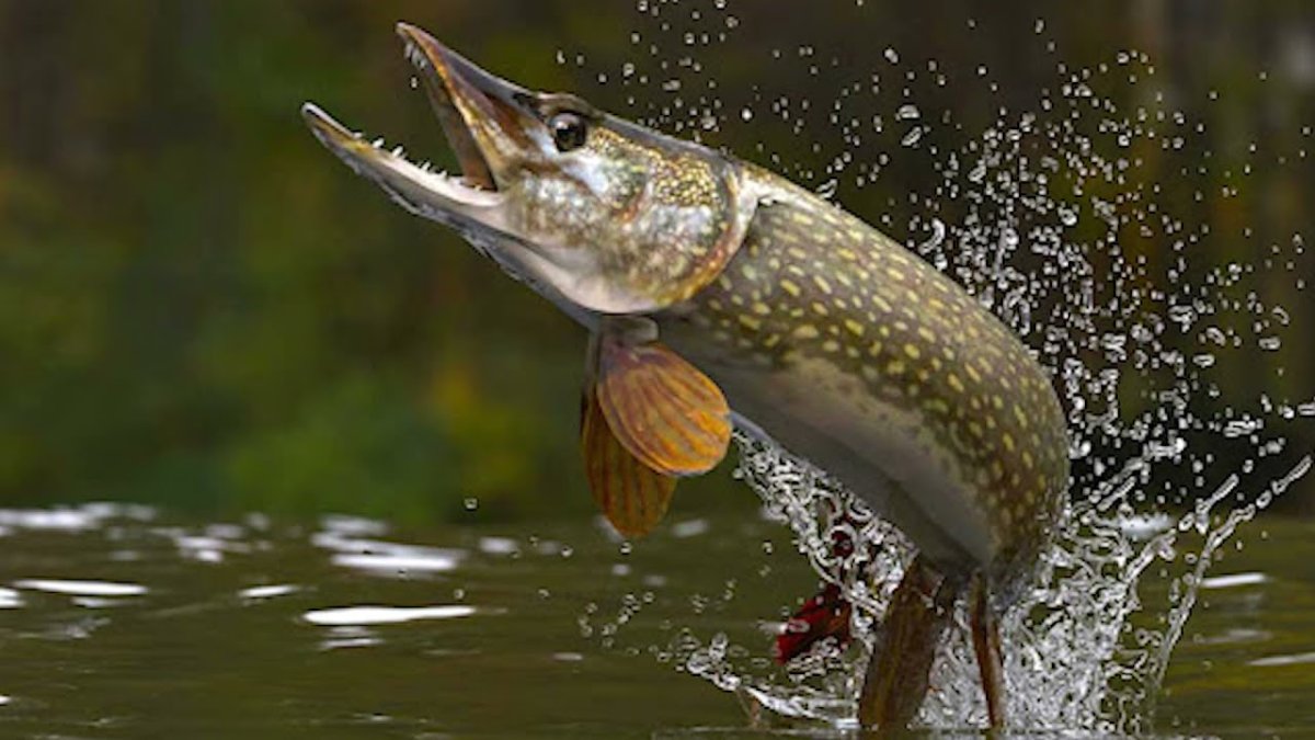 Щука обыкновенная - Esox Lucius. Рыбалка на щуку