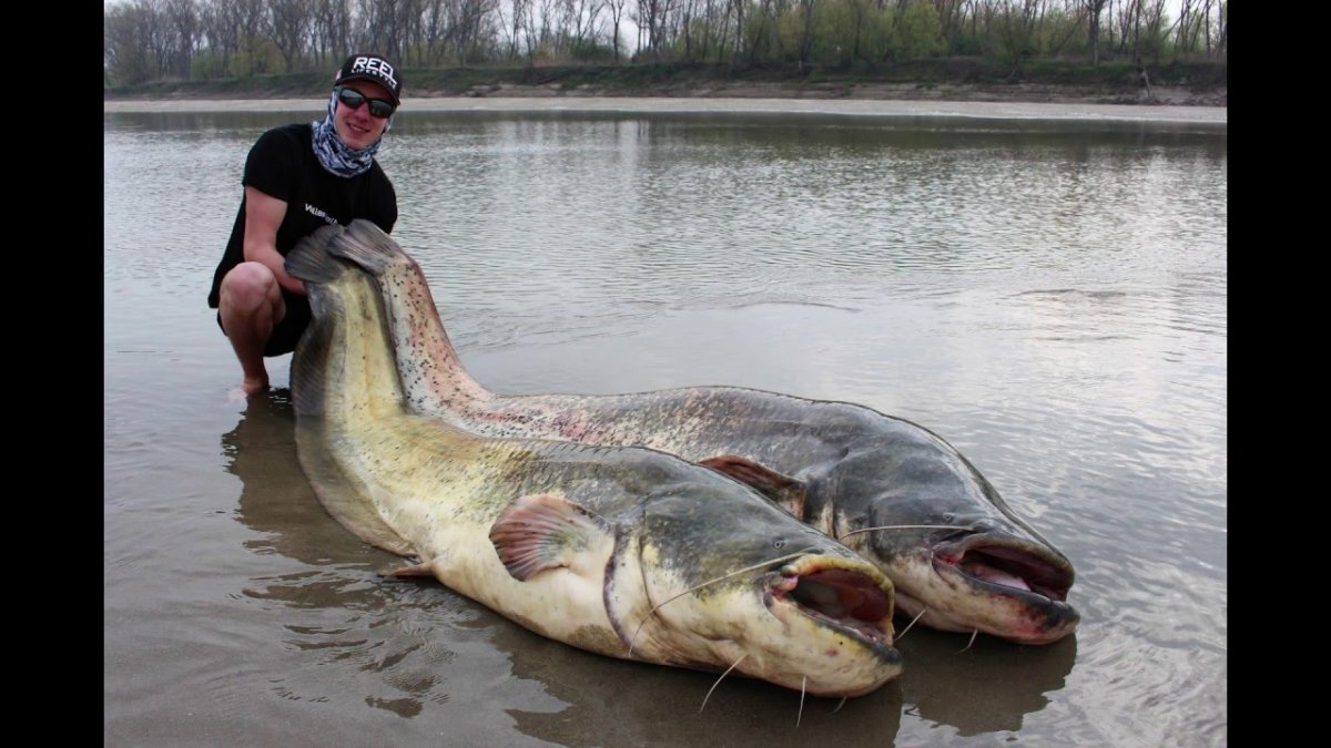 Картинки щуки 512 x