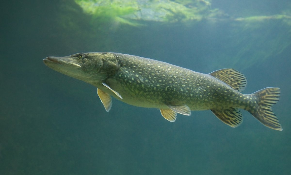 Рыба шортан