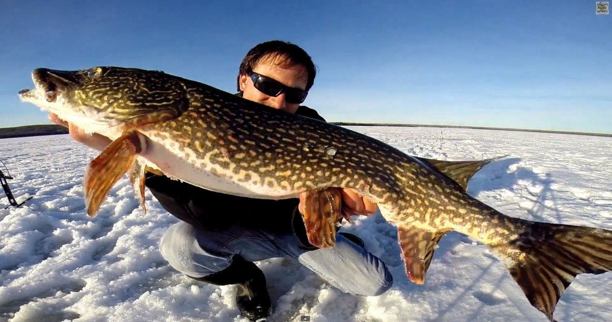 Трофейная щука зимой