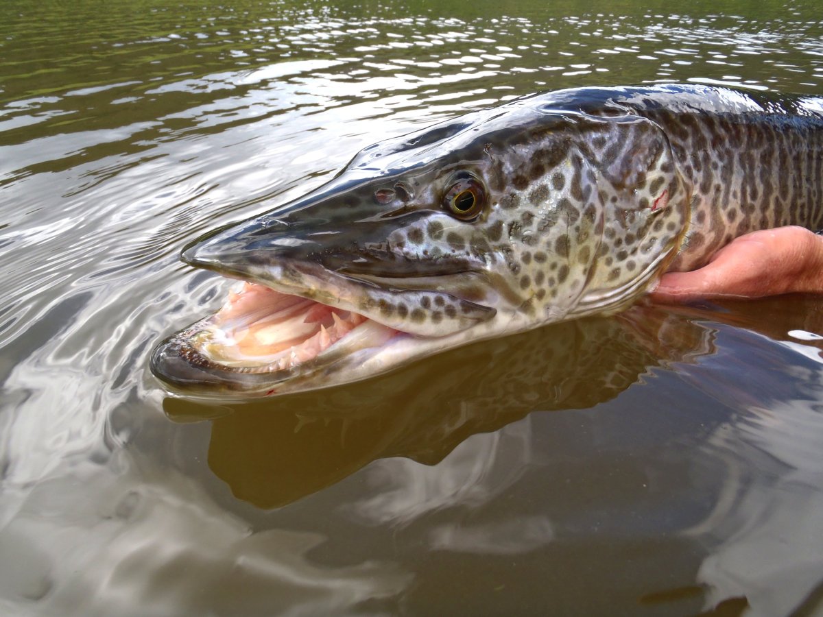 Тигровая щука