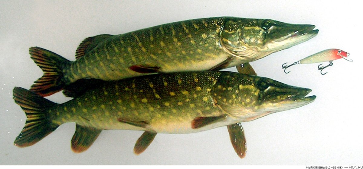 Щука с красными плавниками