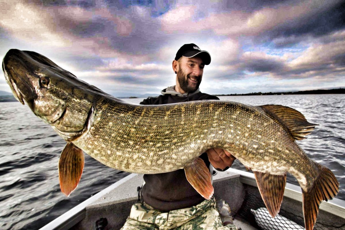 Европейский сом людоед