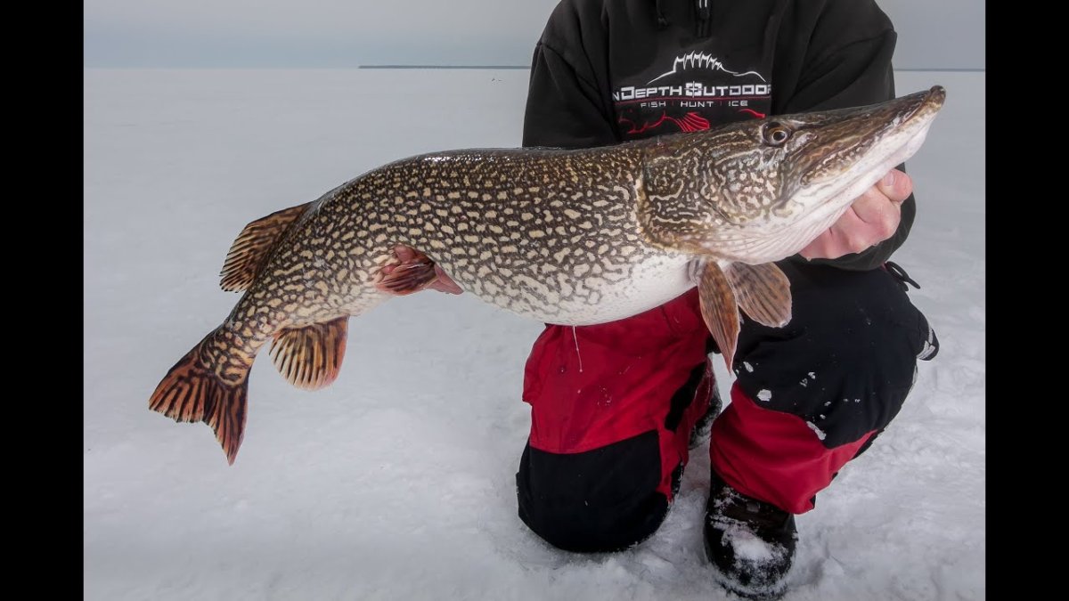 Леопардовая щука