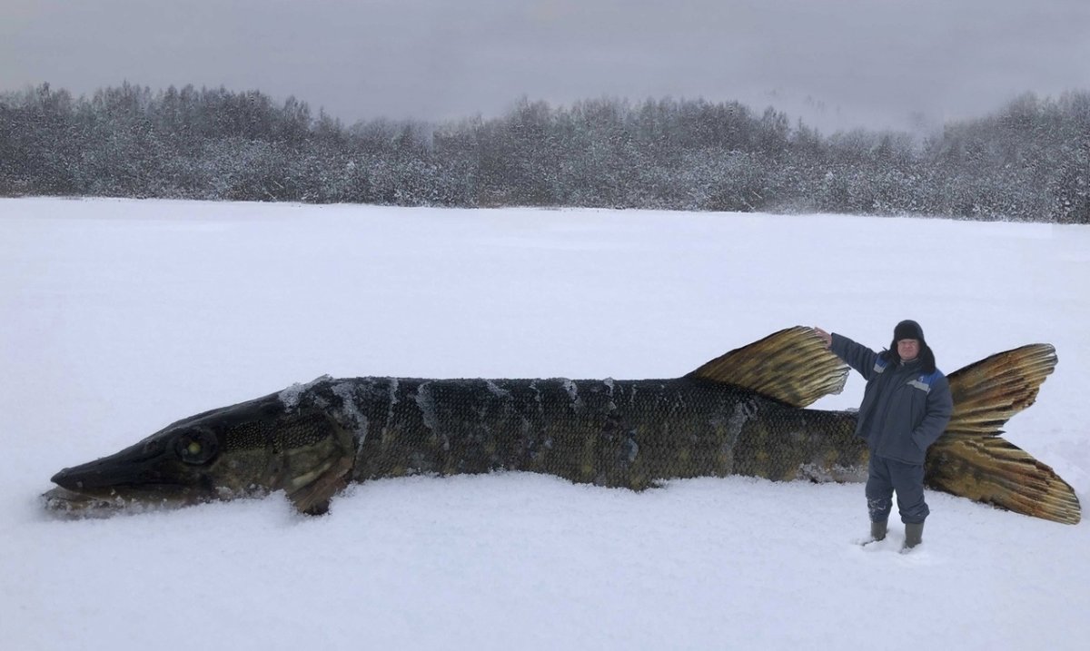Мы рыбаки никогда
