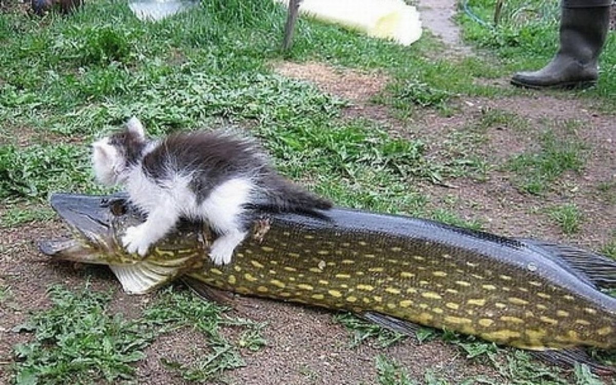 Демотиваторы с котами с рыбой