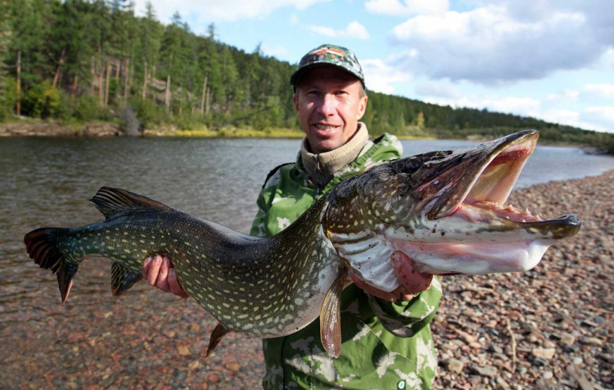 Щука гигант