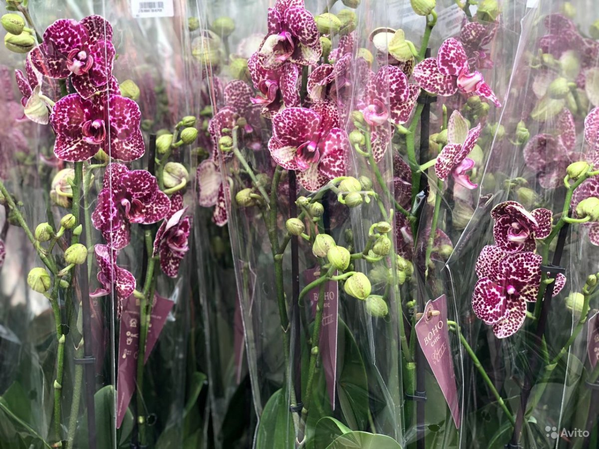 Орхидея фаленопсис дикий кот