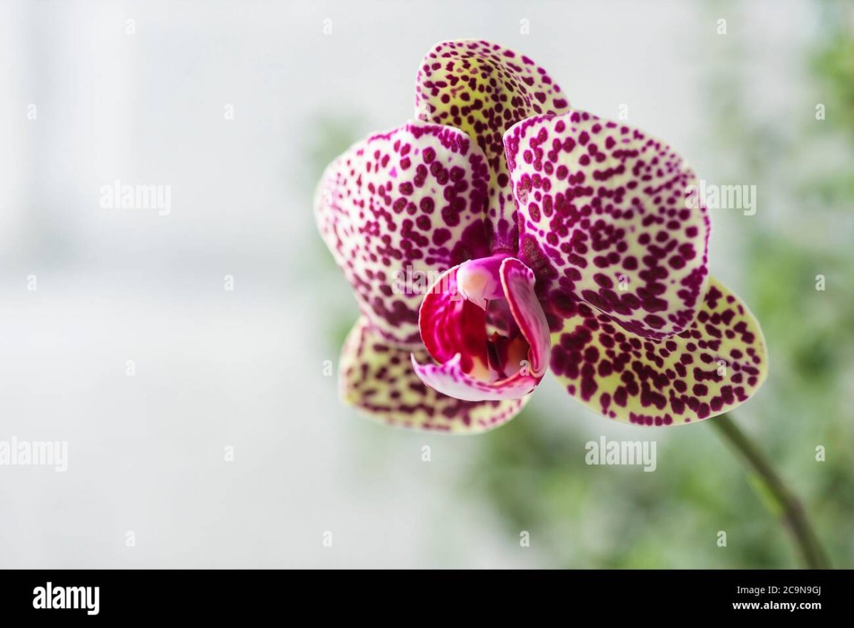 Фаленопсис Королевский кот