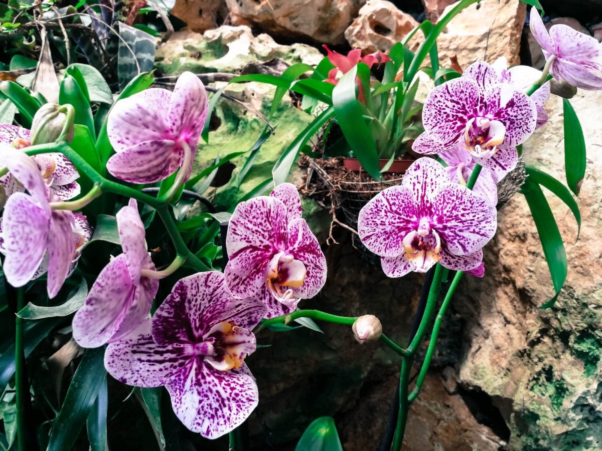 Фаленопсис бабочка Баттерфляй