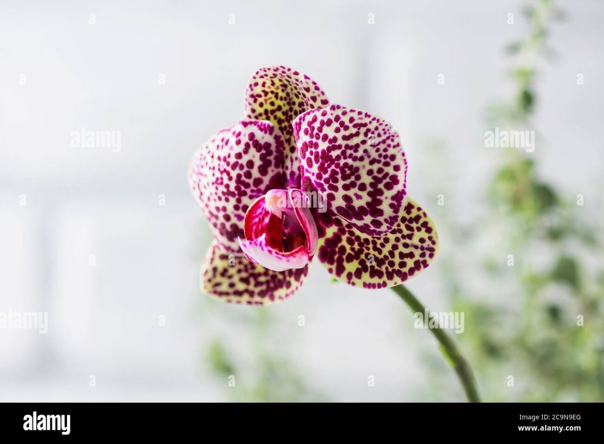 Орхидея фаленопсис Wildcat