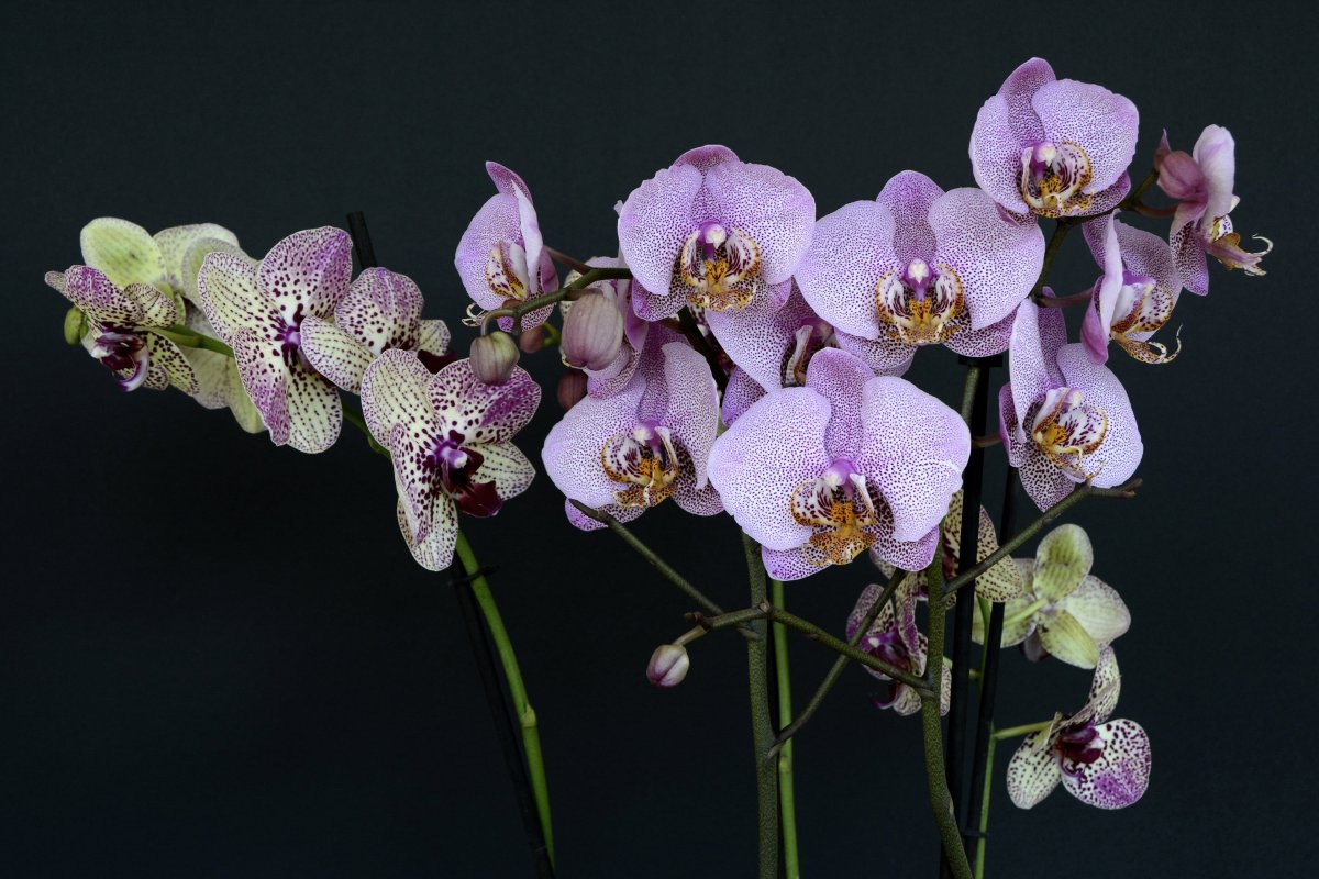 Орхидея Phalaenopsis Wild Cat