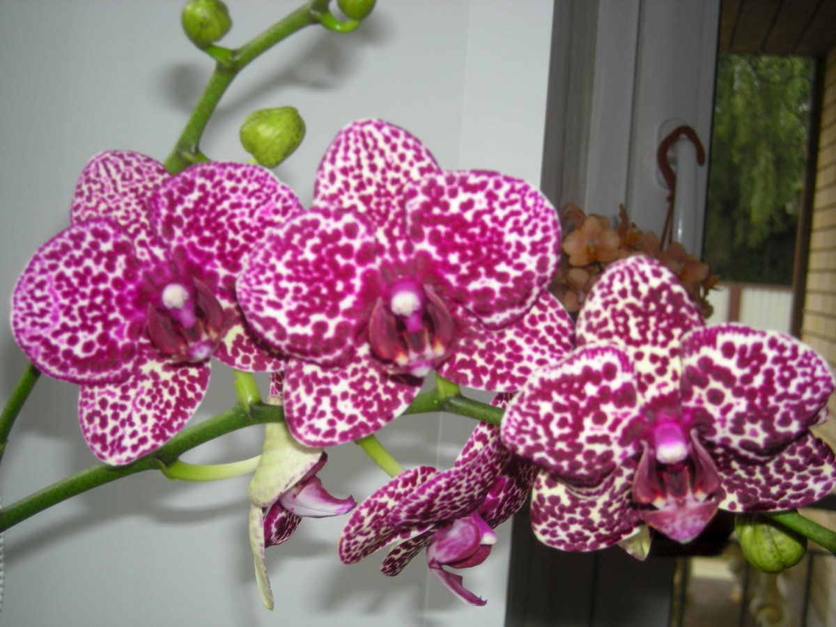 Орхидея Ягуар фаленопсис