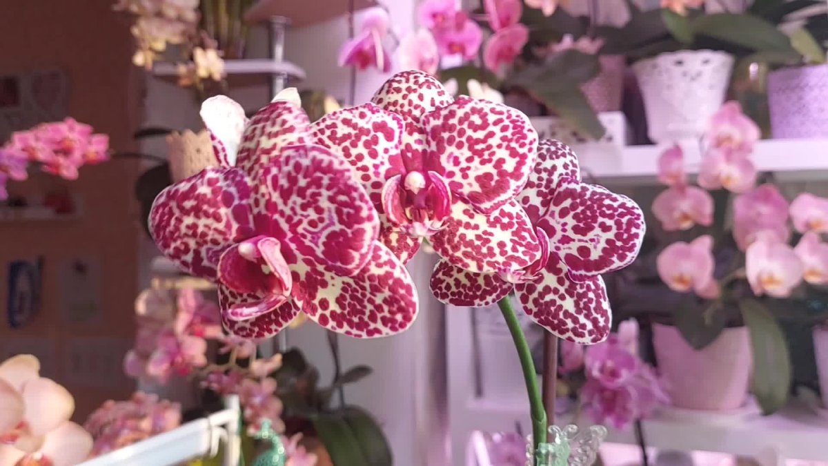 Орхидея Ягуар фаленопсис