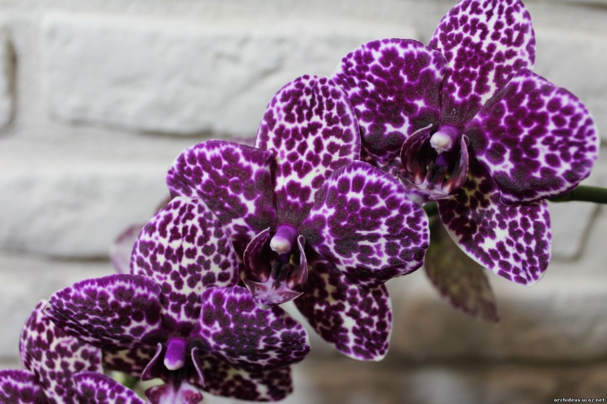 Фаленопсис компилатион