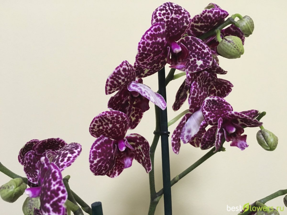 Розовый орхидейный богомол