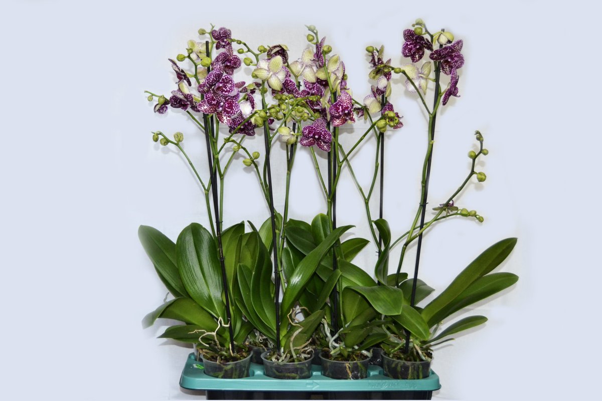 Цимбидиум Faberi