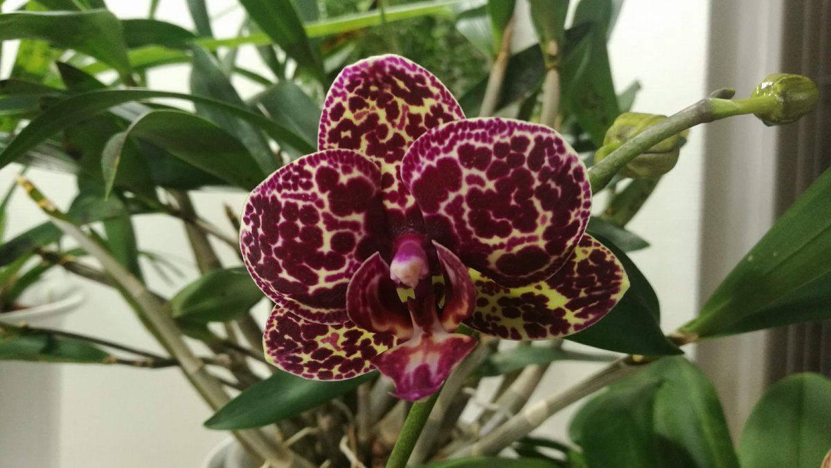 Phal. Lioulin Wild Cat
