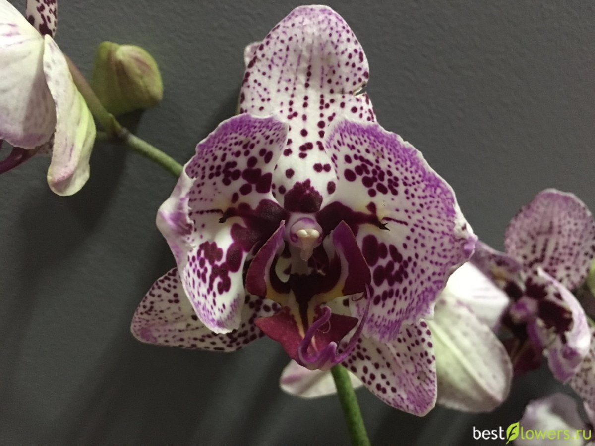 Котенок с бабочкой