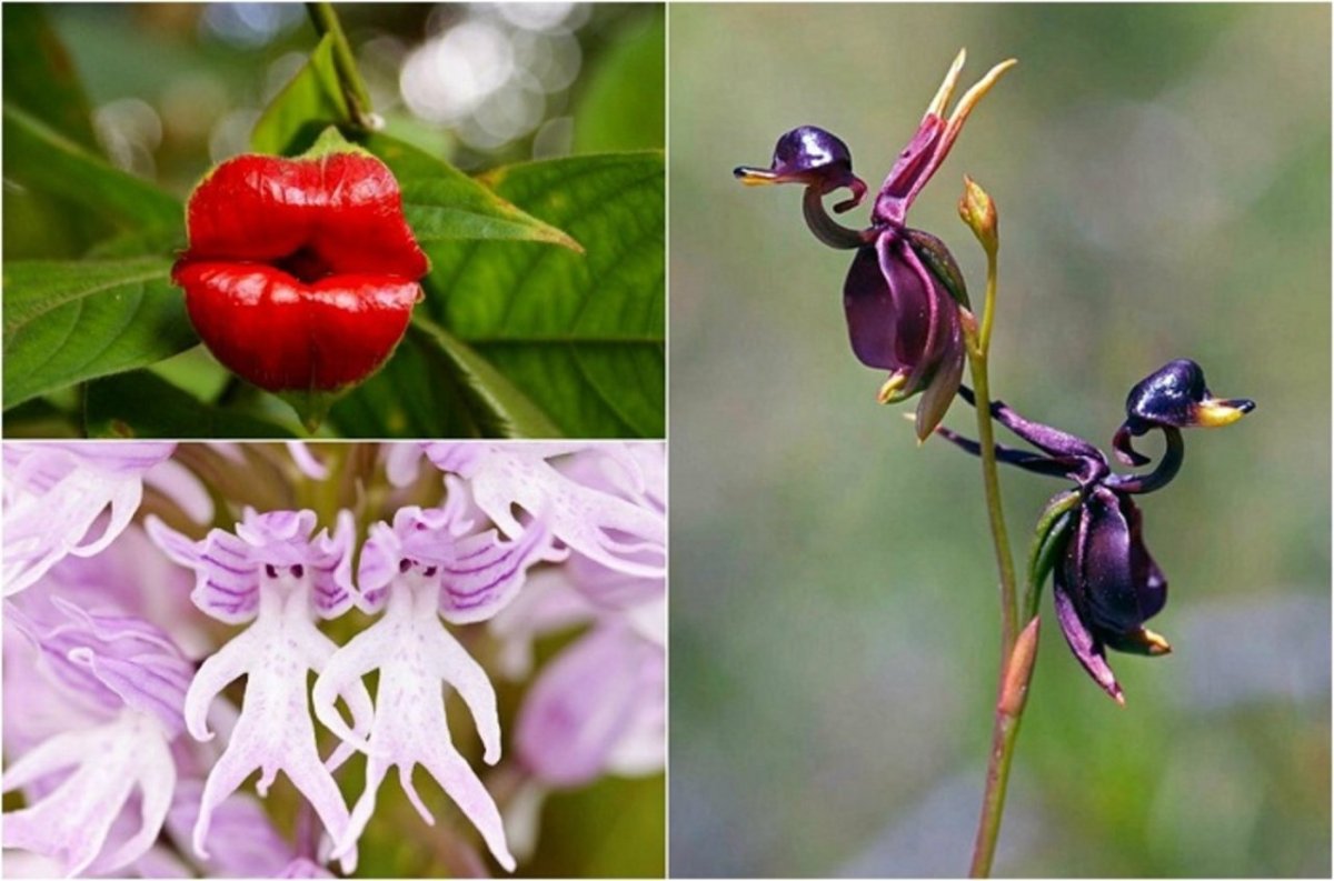 Такка Шантрье черная Лилия