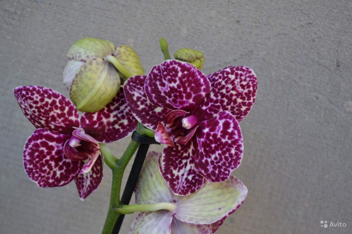 Lioulin Lawrence фаленопсис