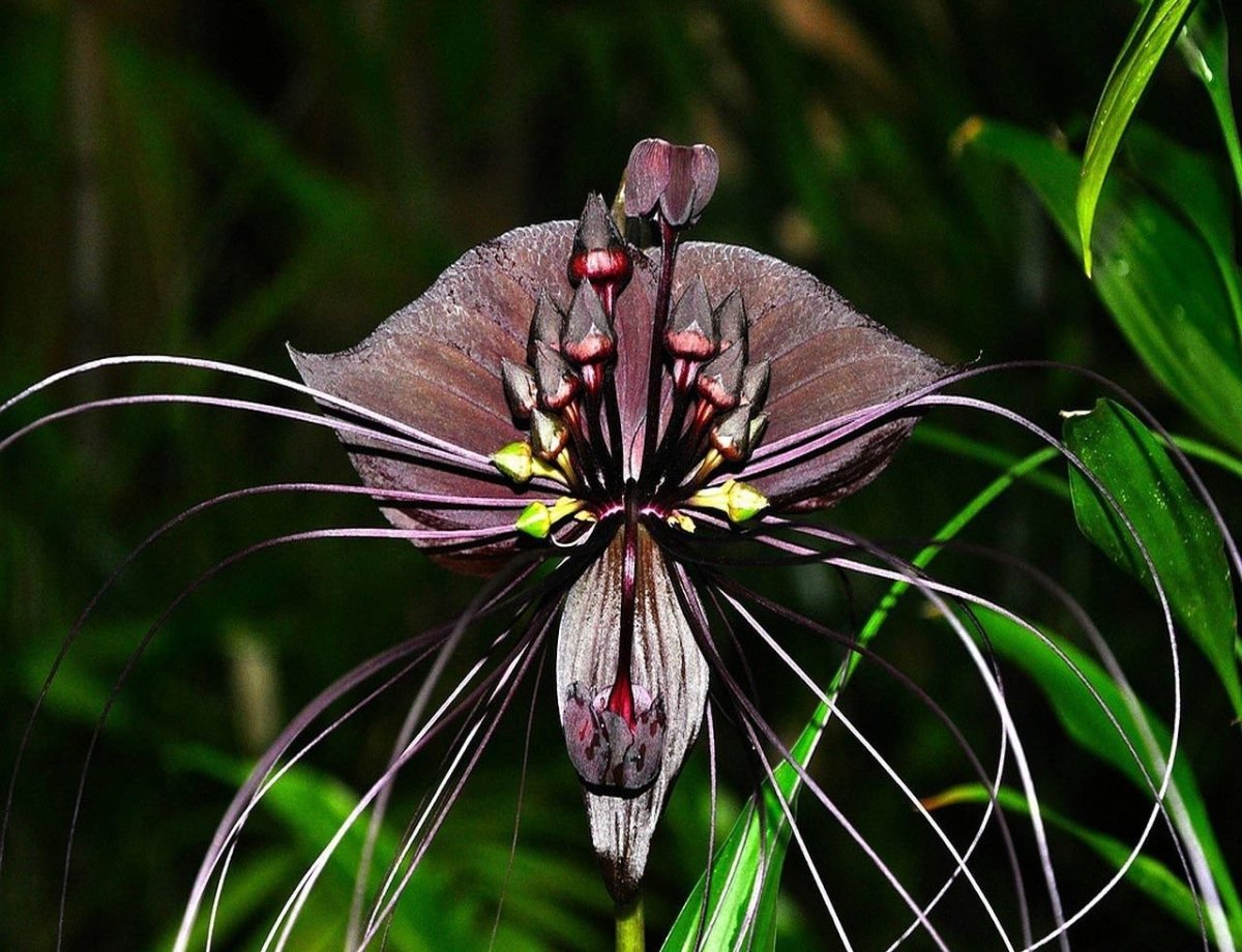 Фаленопсис дикий