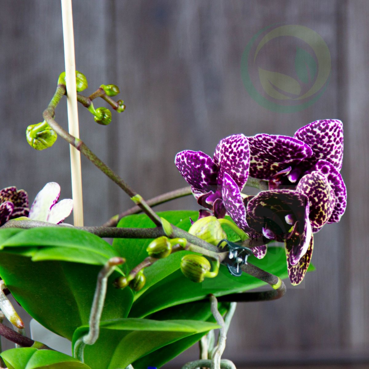 Кинабалу Орхидея