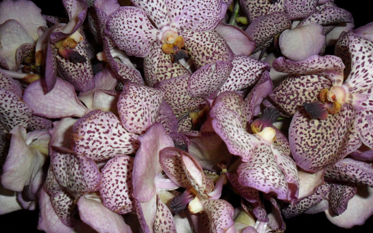 Фаленопсис Wild Cat бабочка