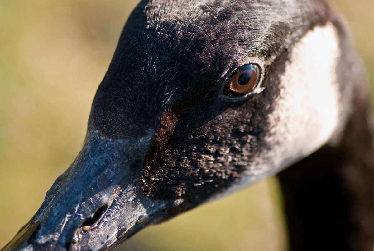 Казарка клюв