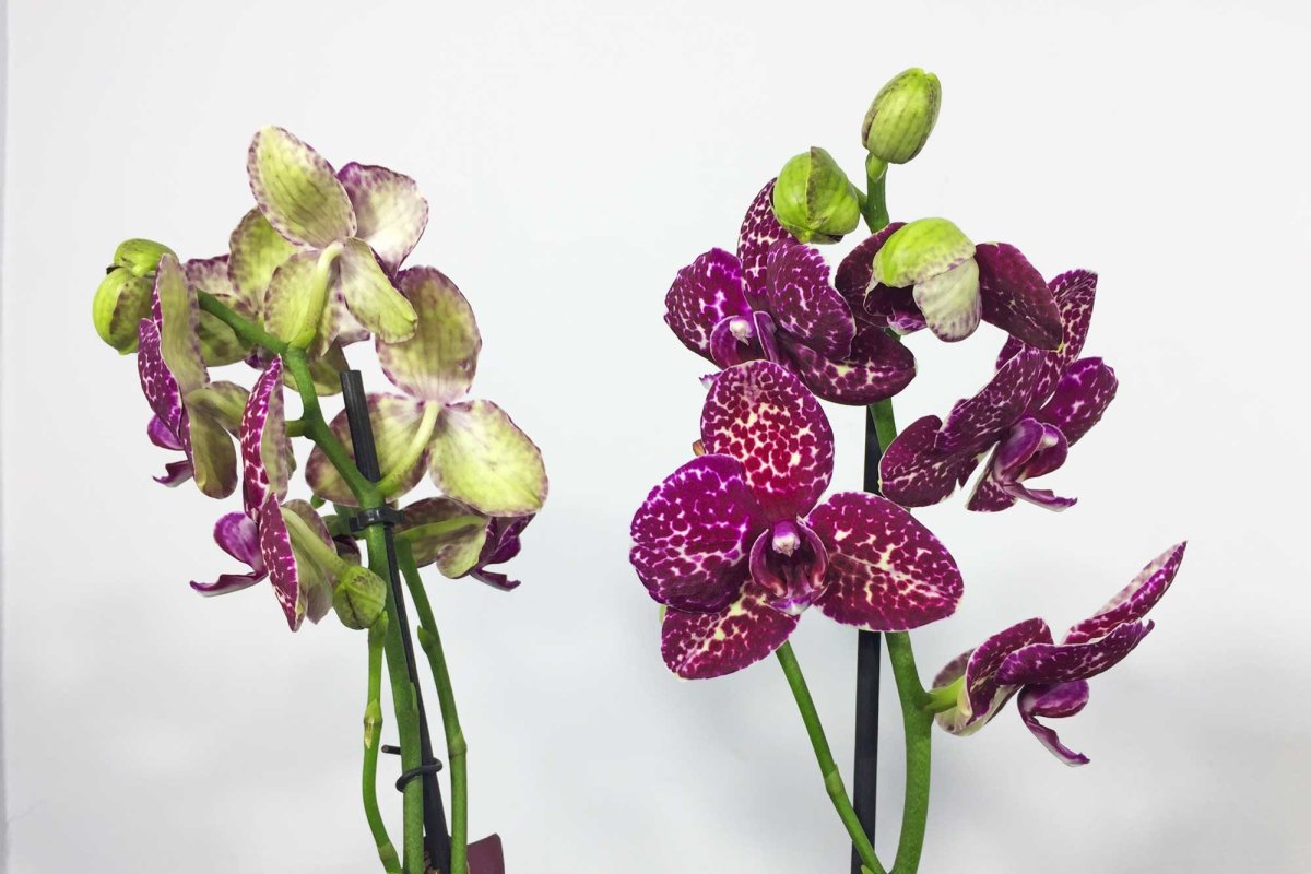 Фаленопсис бабочка Баттерфляй