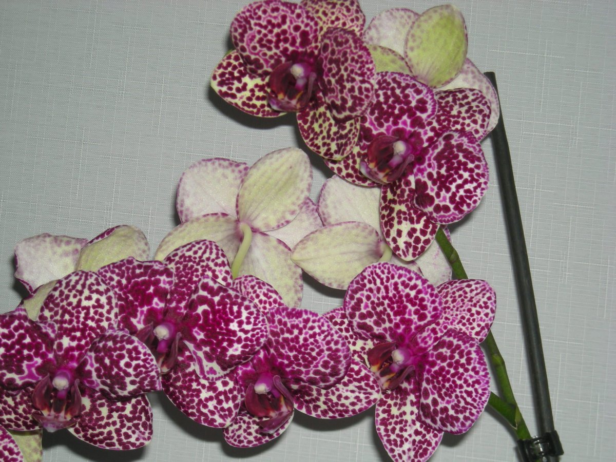 Фаленопсис Голден леопард