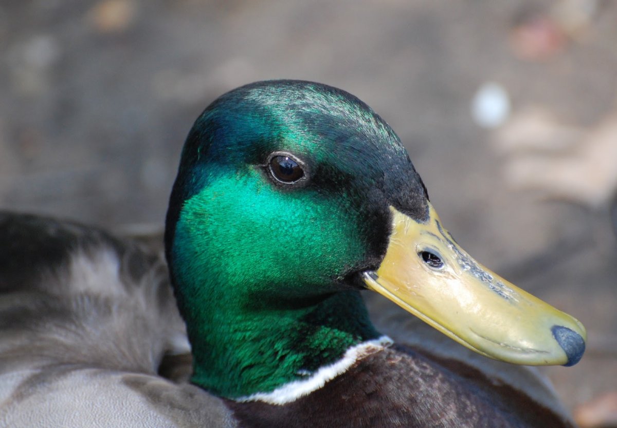 Клюв уточки