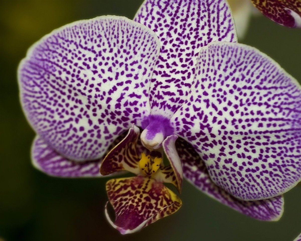 Фаленопсис Голден леопард